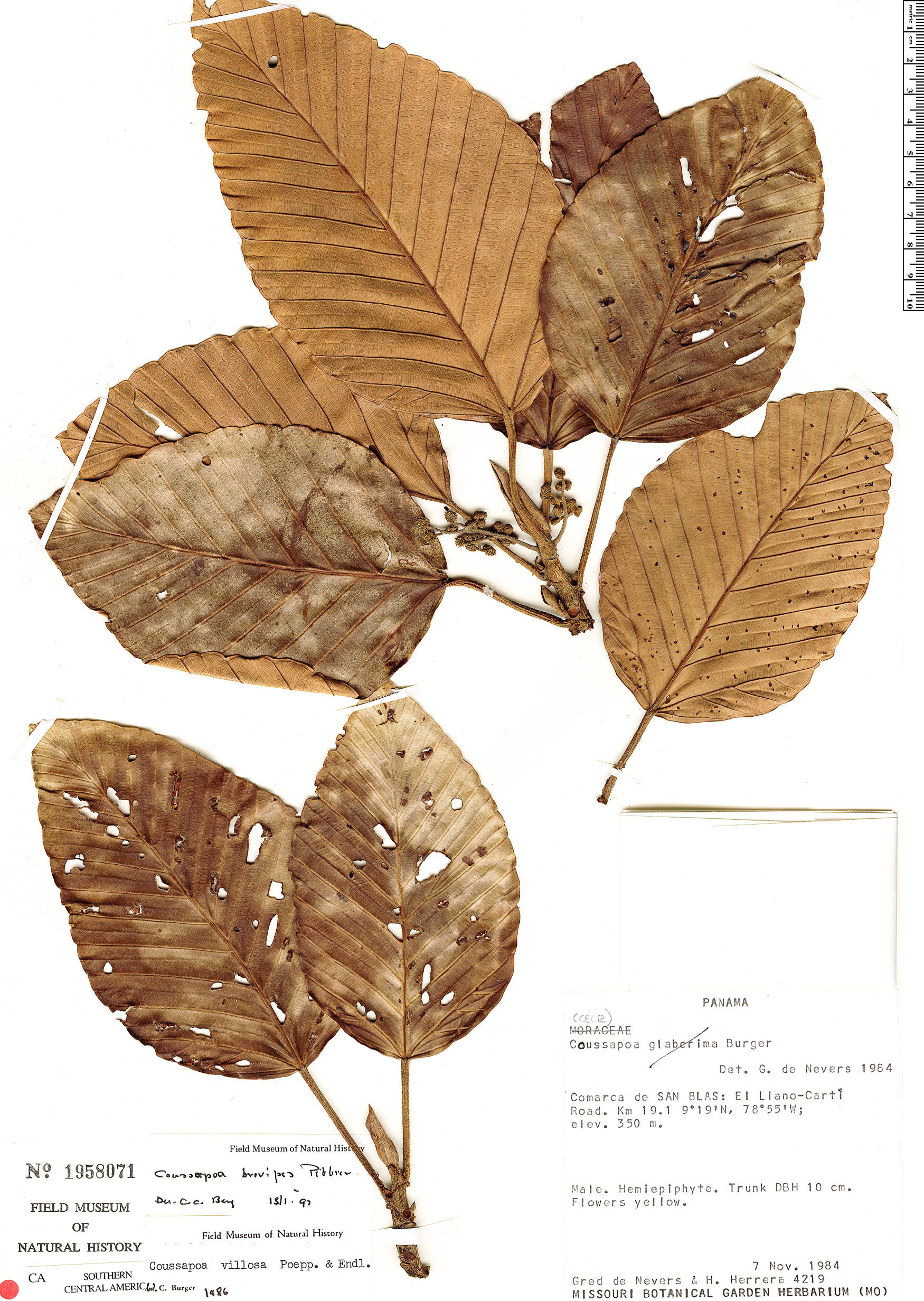 Coussapoa brevipes
