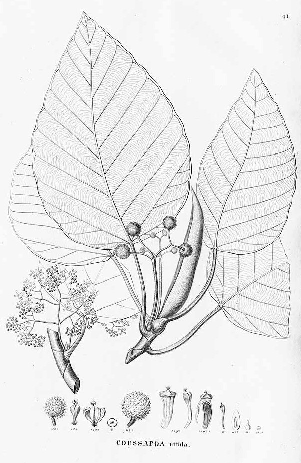 Coussapoa nitida (Ubilla) — photo
