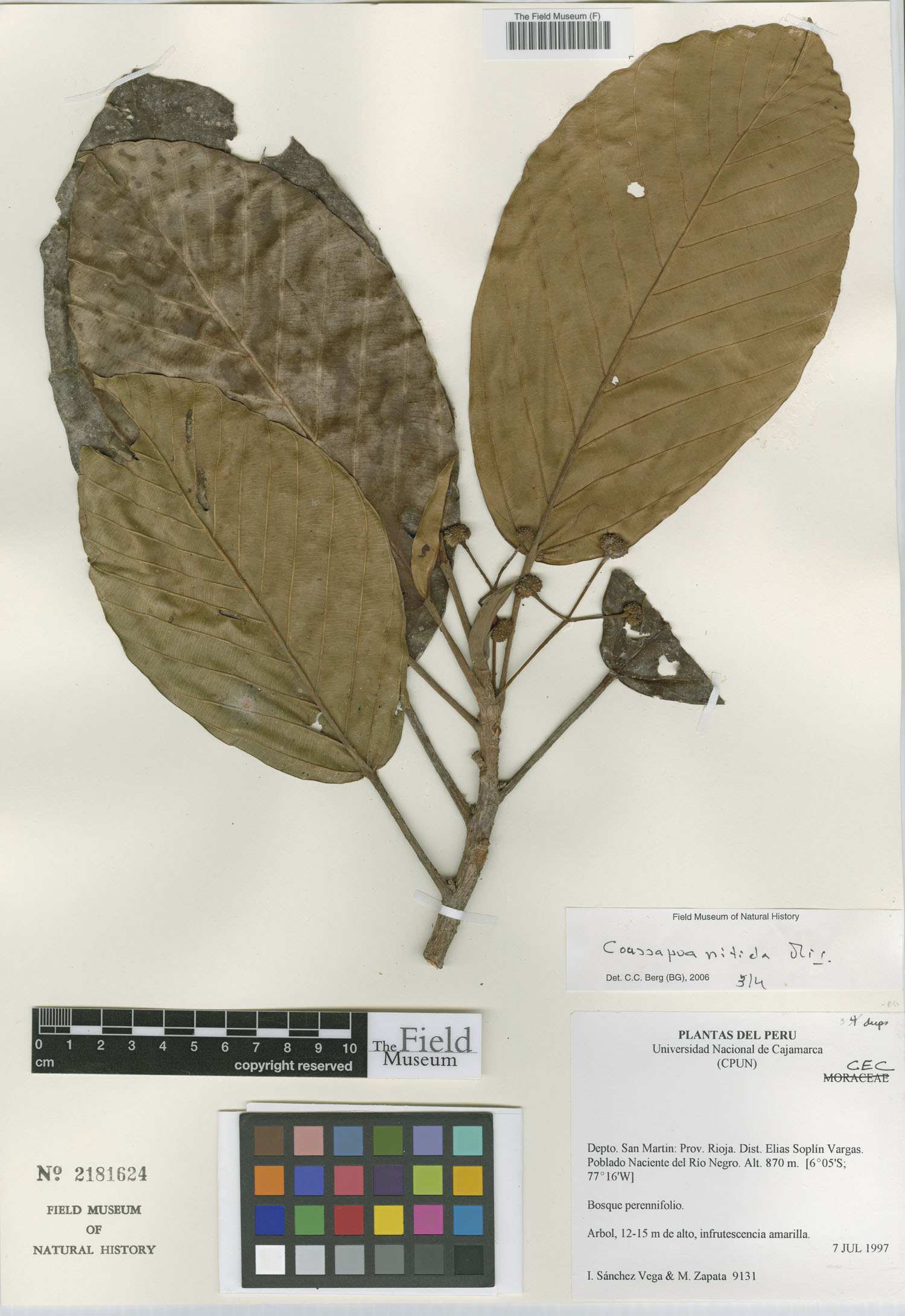 Coussapoa nitida (Ubilla) — photo
