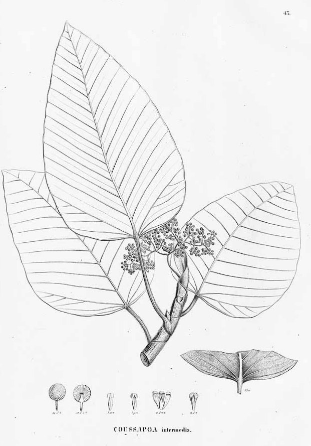 Coussapoa nitida