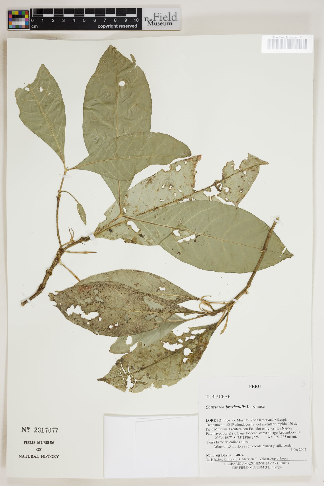 Coussarea brevicaulis (Supinim) — photo