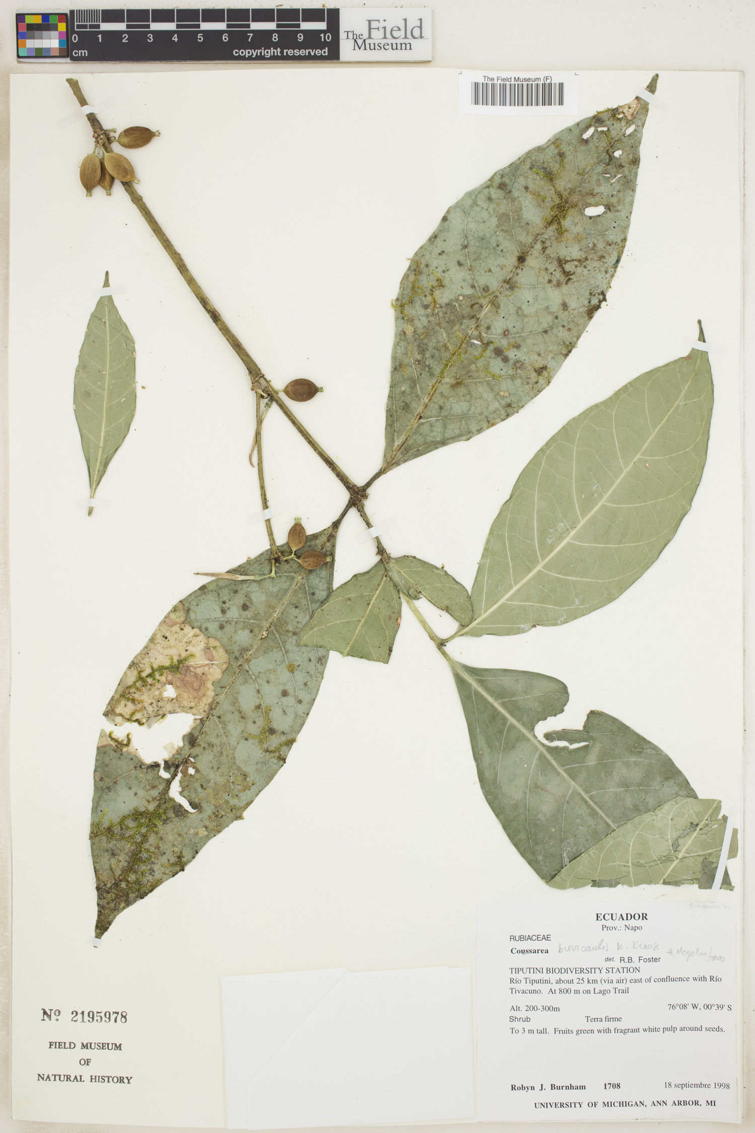 Coussarea brevicaulis (Supinim) — photo