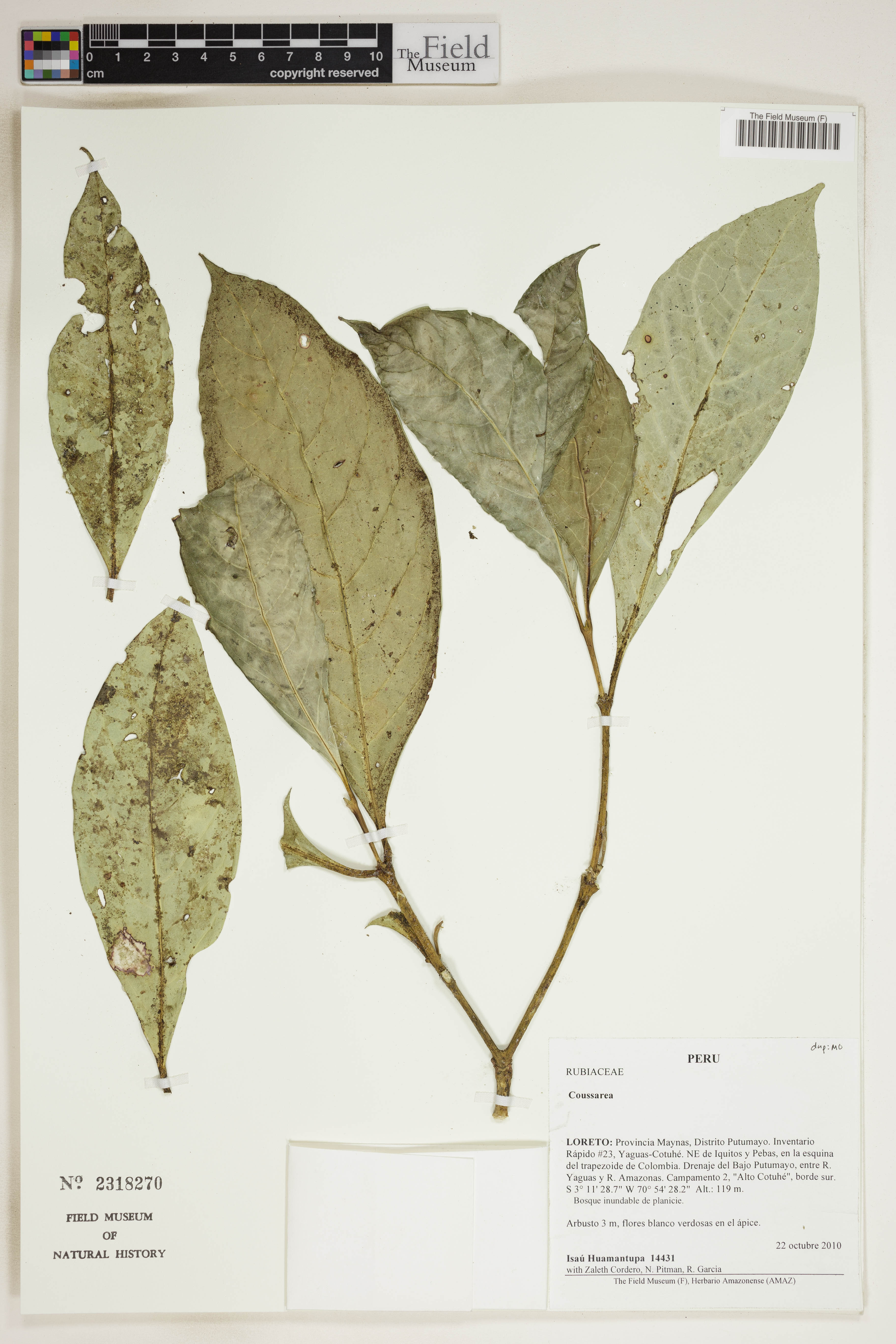 Coussarea brevicaulis