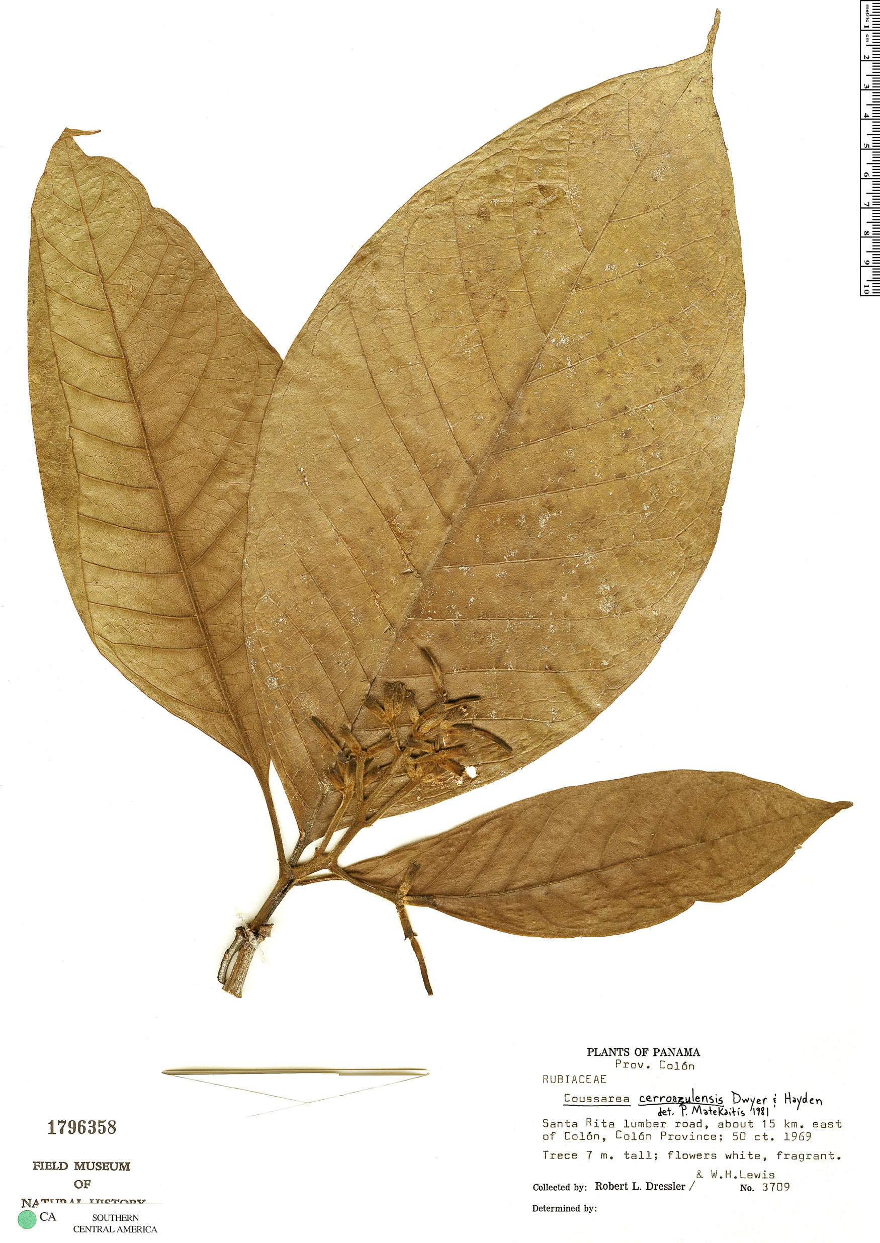 Coussarea cerroazulensis (Matecillo) — photo