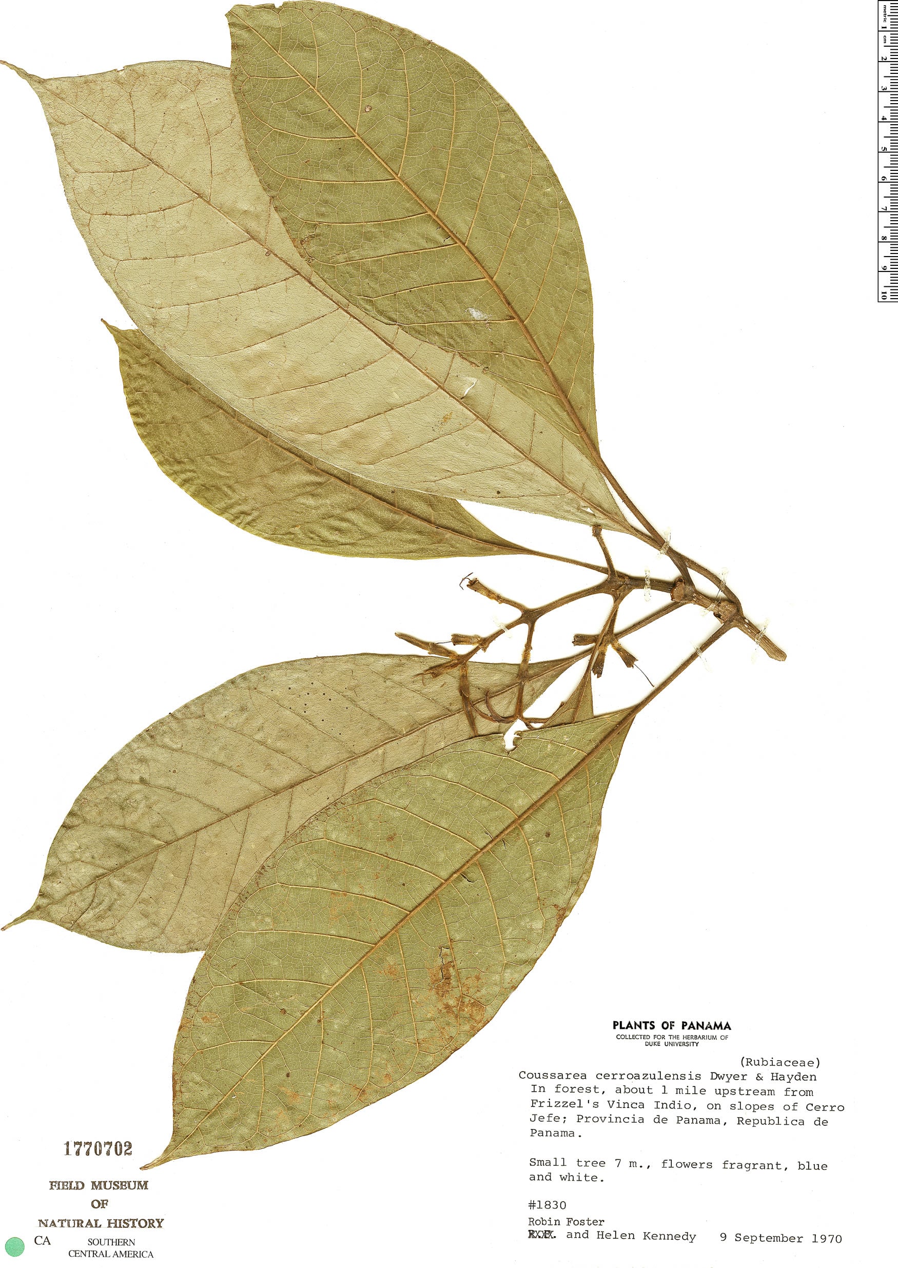 Coussarea cerroazulensis