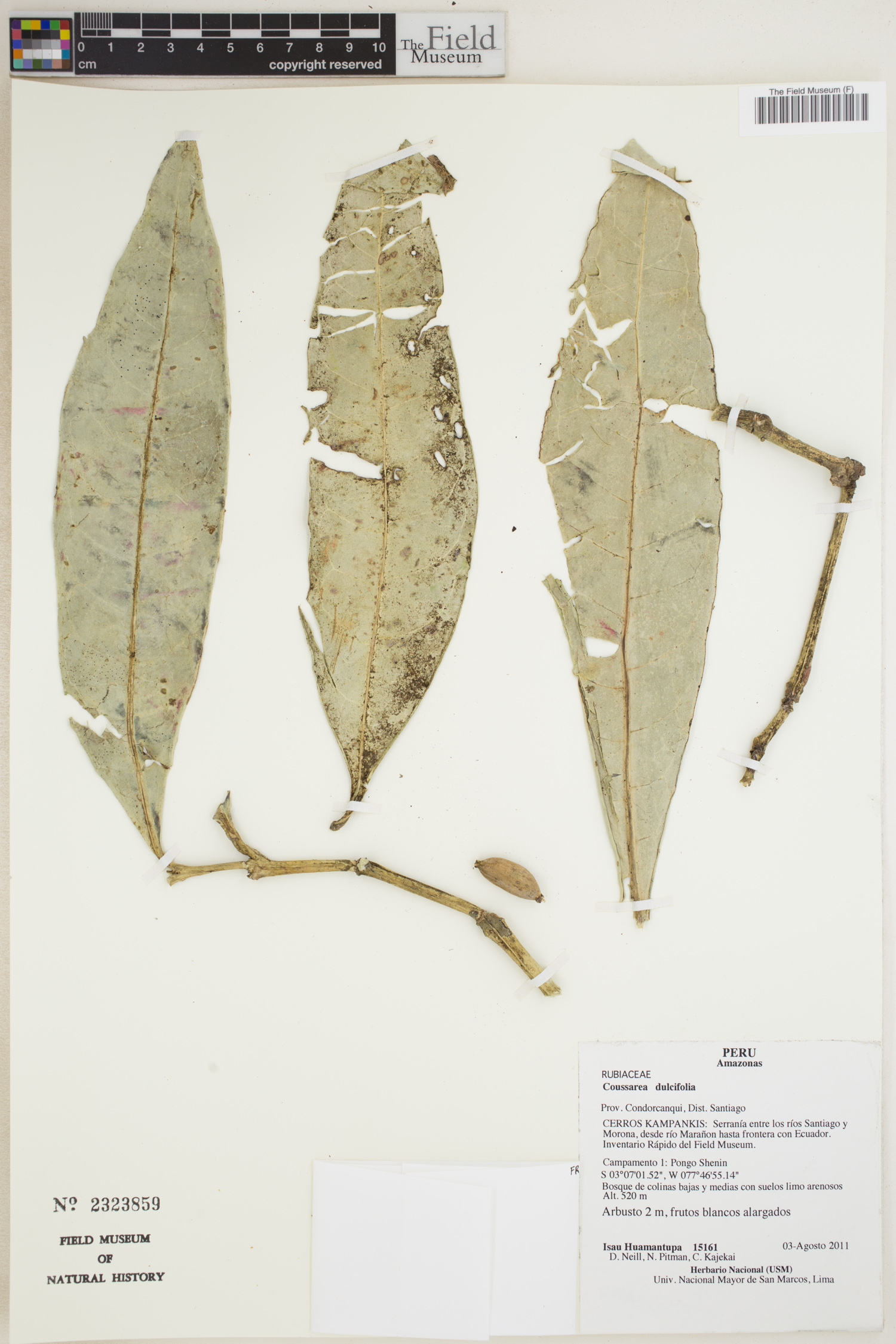 Coussarea dulcifolia — photo