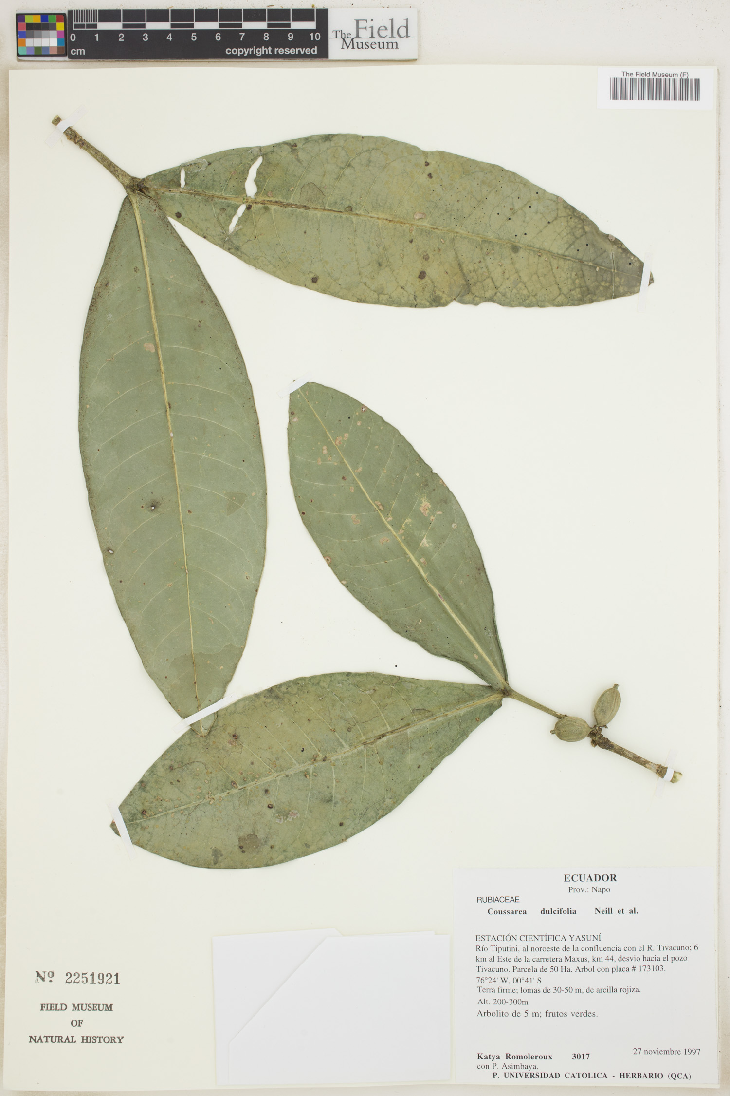 Coussarea dulcifolia — photo