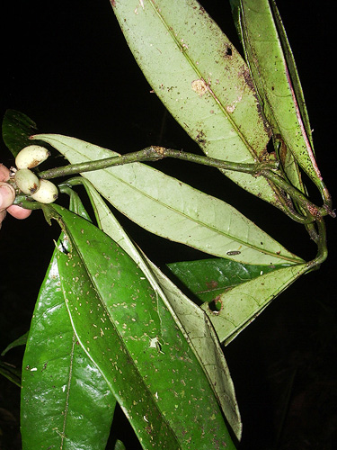 Coussarea dulcifolia