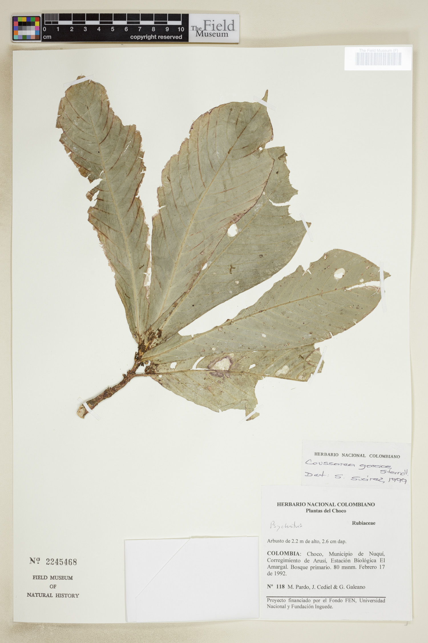 Coussarea garciae