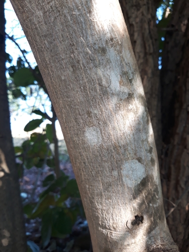 Coussarea hydrangeifolia (Hydrangea leaf coussarea) — photo