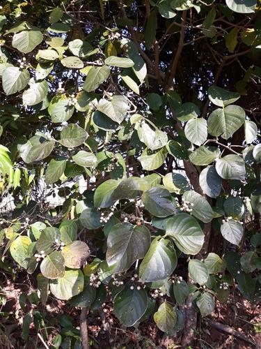 Coussarea hydrangeifolia