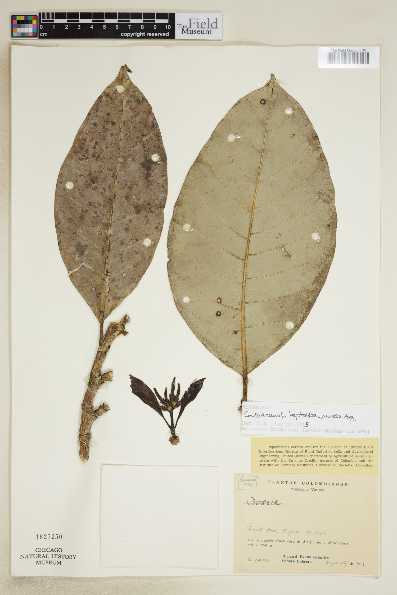 Coussarea leptoloba (Slender lobe coussarea) — photo