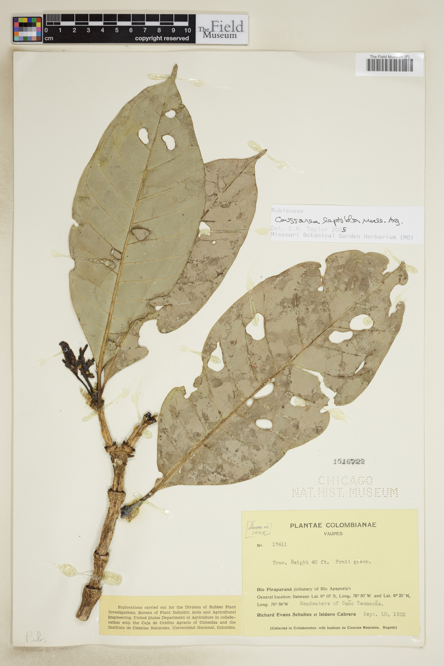 Coussarea leptoloba
