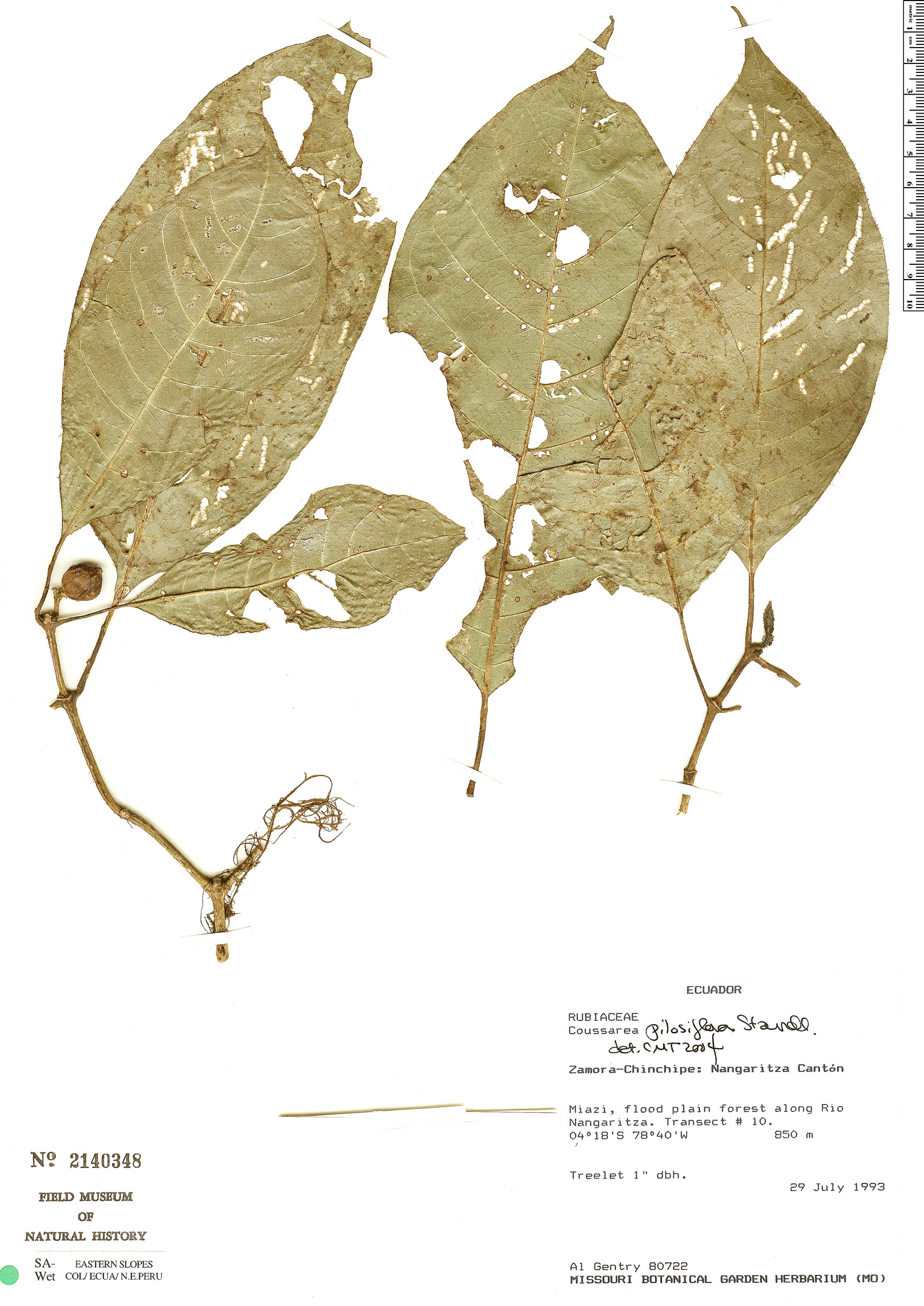 Coussarea pilosiflora — photo