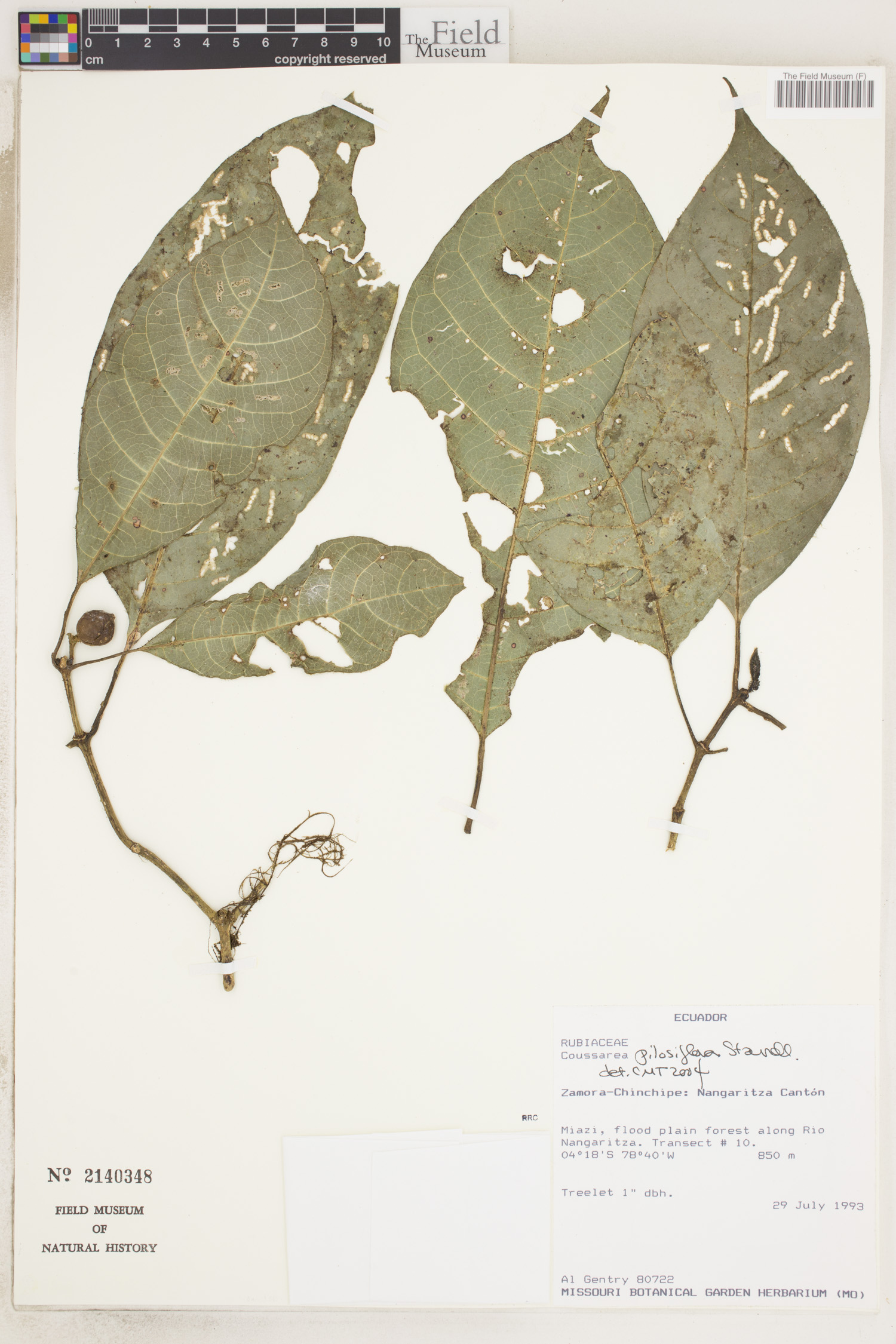 Coussarea pilosiflora