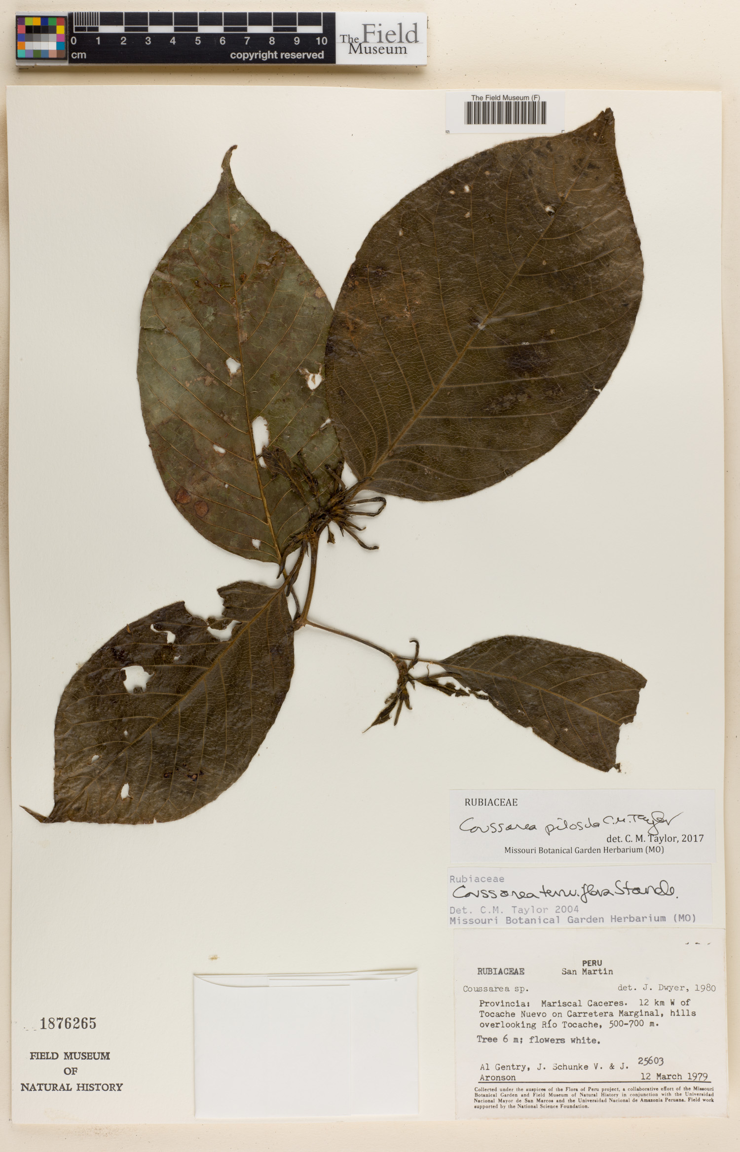 Coussarea pilosula — photo