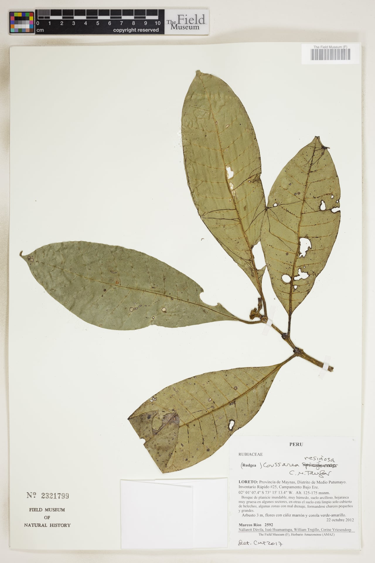 Coussarea resinosa (Resinous coussarea) — photo