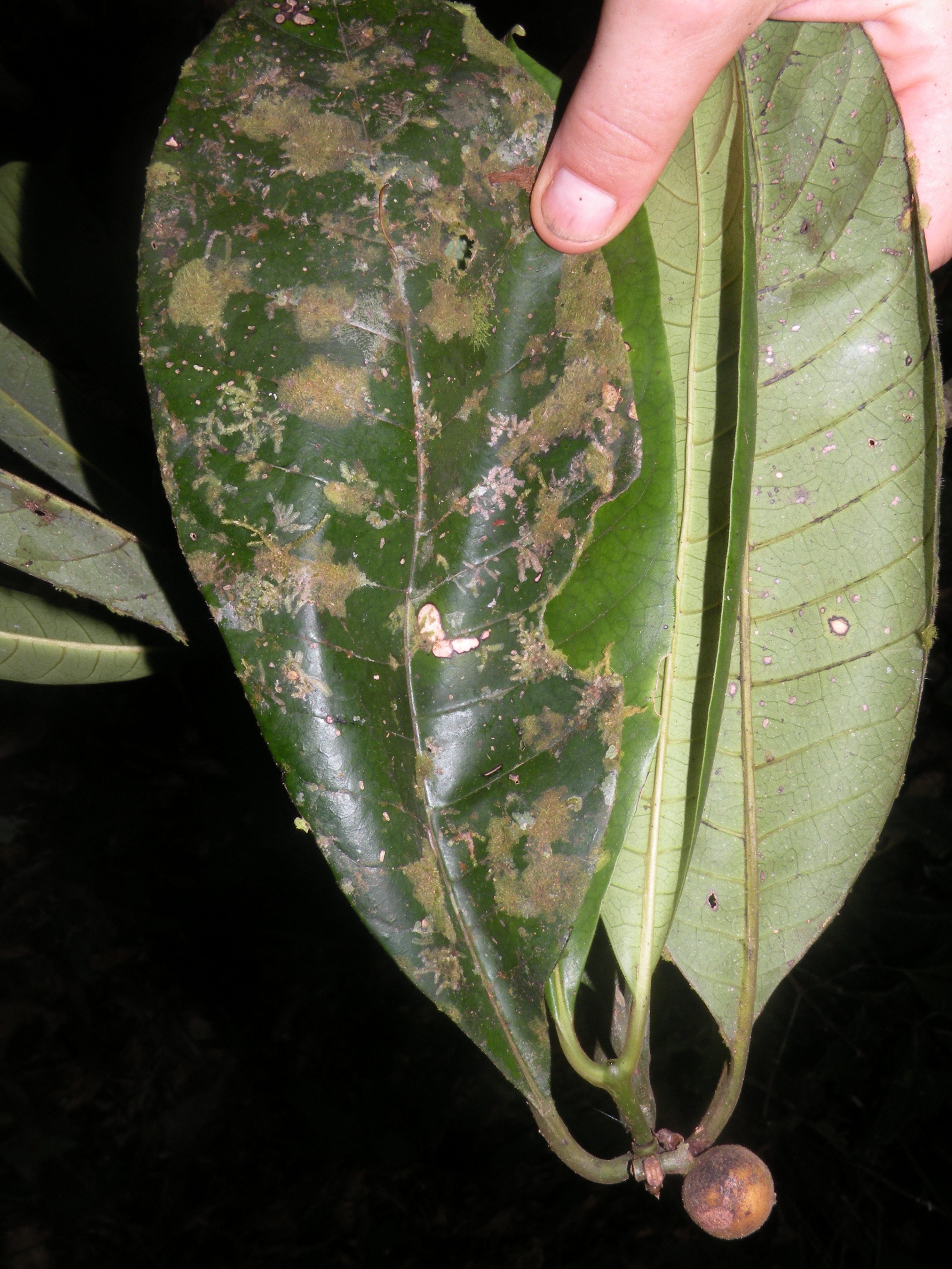 Coussarea resinosa (Resinous coussarea) — photo