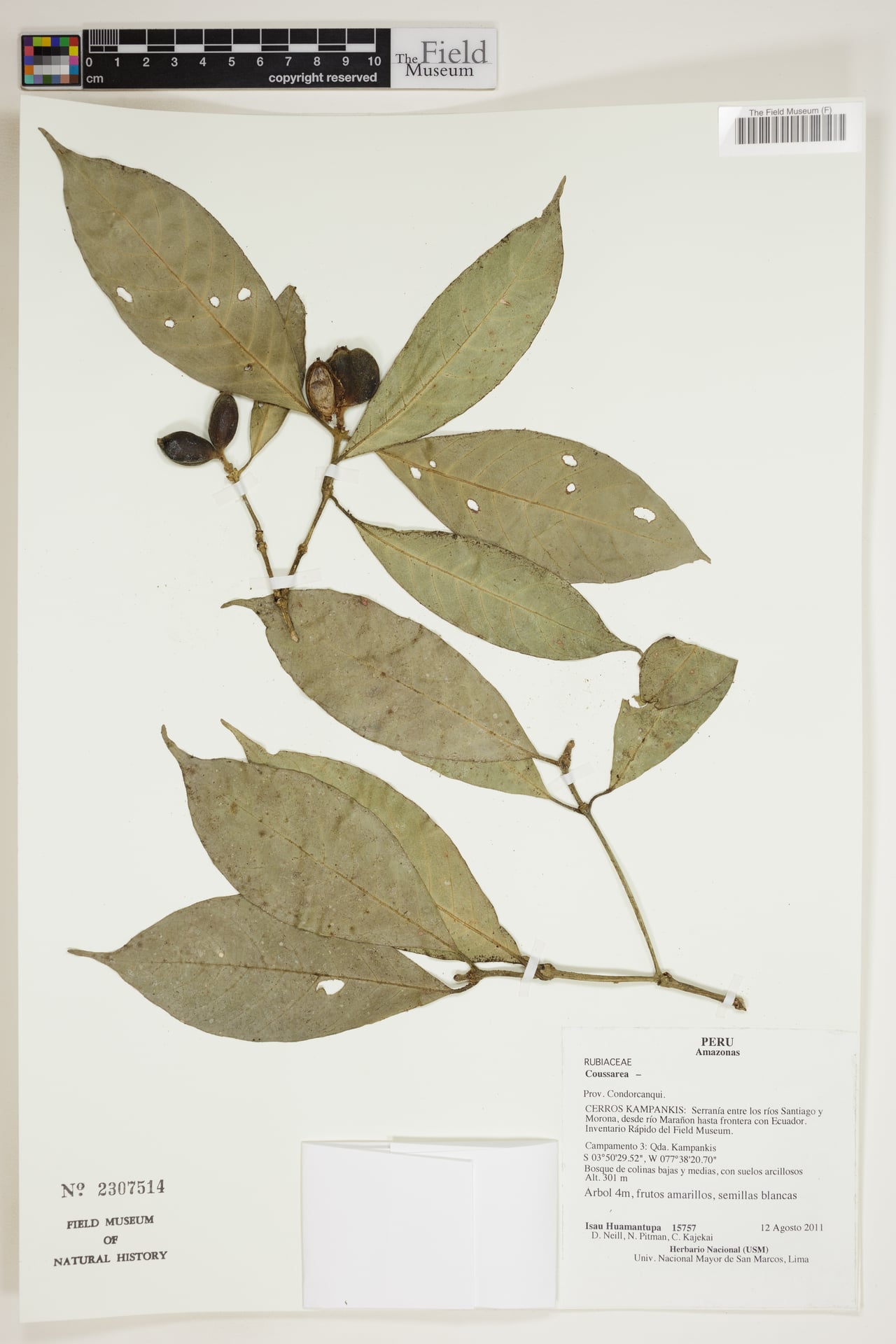 Coussarea spiciformis — photo