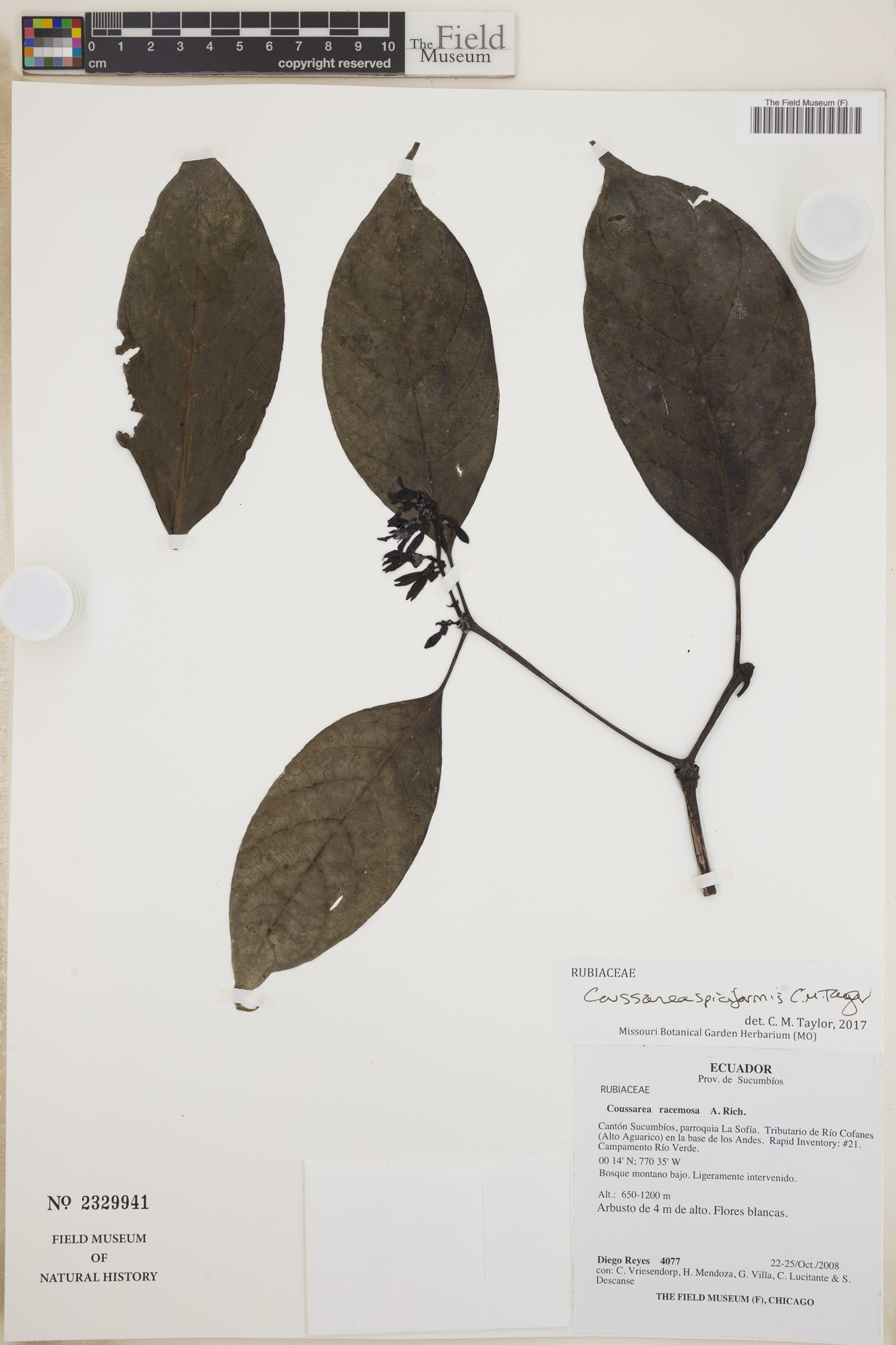 Coussarea spiciformis — photo
