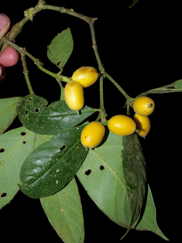 Coussarea spiciformis