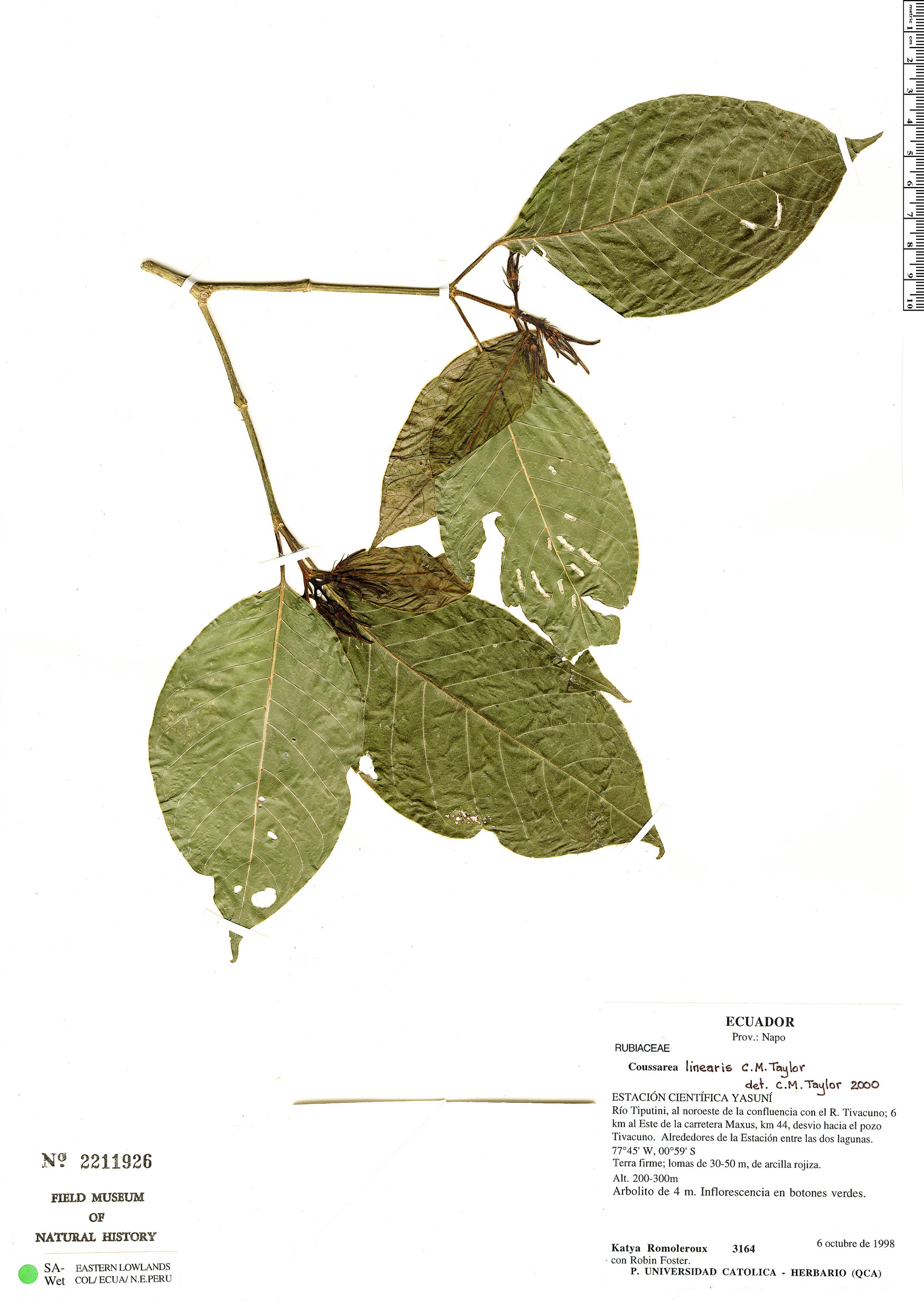 Coussarea tenuiflora (Fineflower tenuiflora) — photo