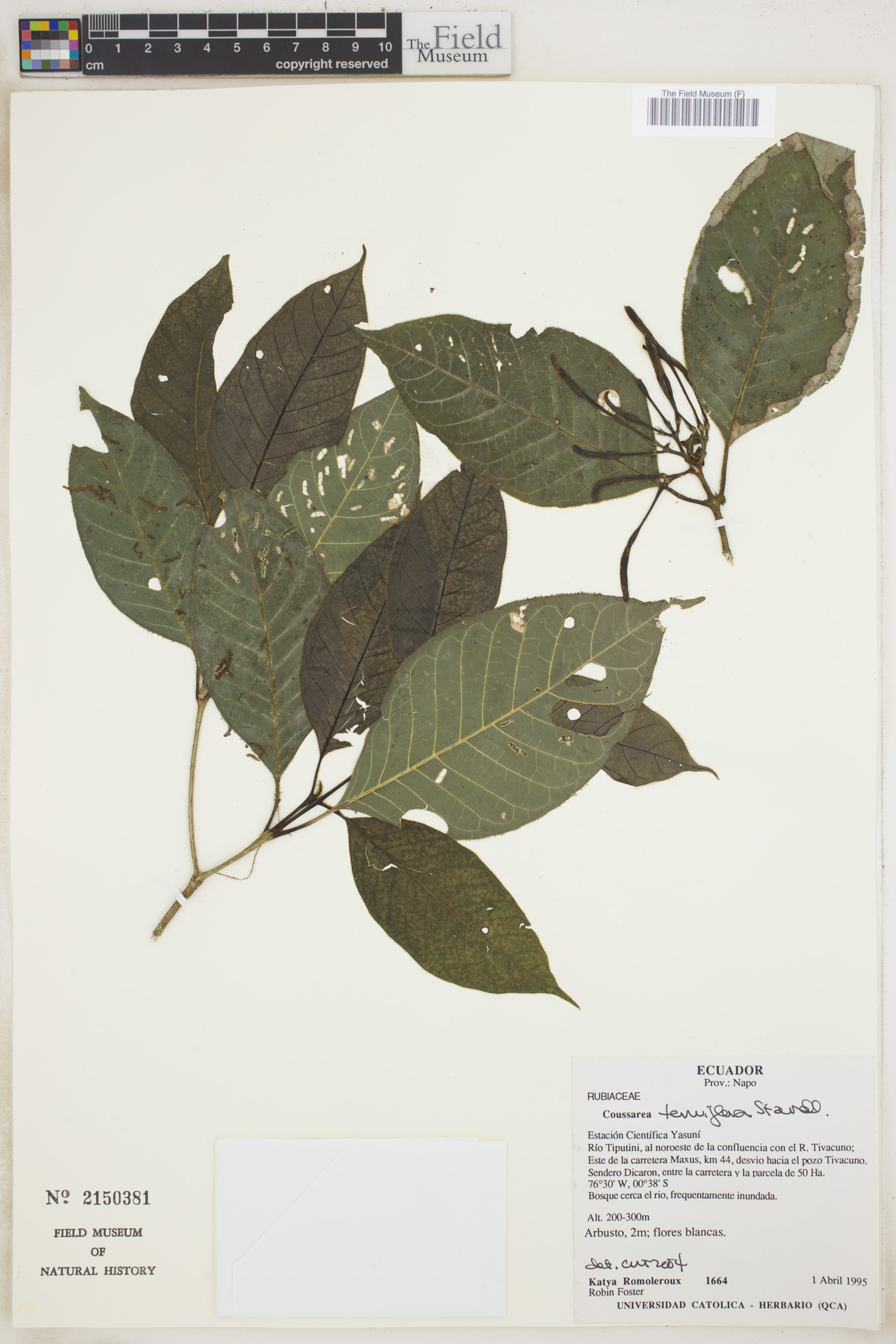 Coussarea tenuiflora (Fineflower tenuiflora) — photo