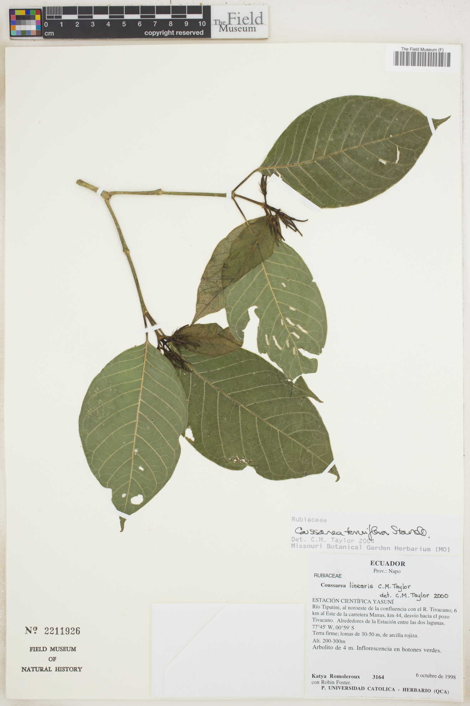 Coussarea tenuiflora