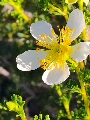 Cowania mexicana (Cliffrose) — photo