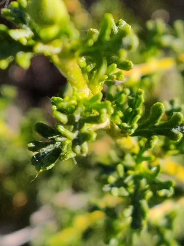Cowania mexicana (Cliffrose) — photo