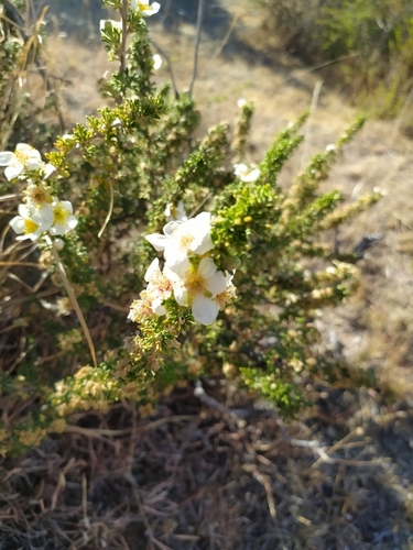 Cowania mexicana