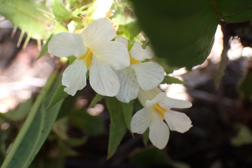 Crabbea nana — photo