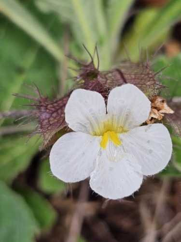 Crabbea velutina — photo
