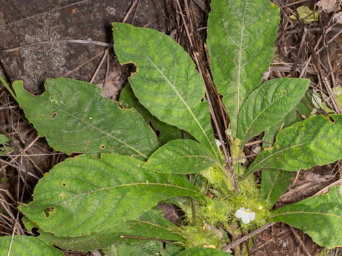 Crabbea velutina — photo