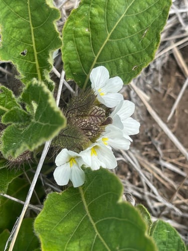 Crabbea velutina