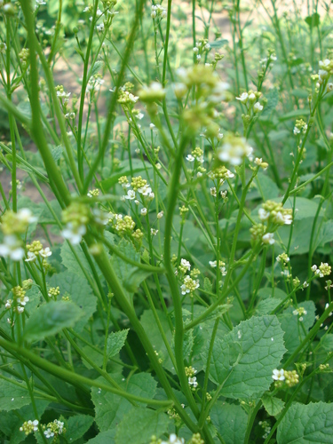 Crambe abyssinica (Abyssinian kale) — photo