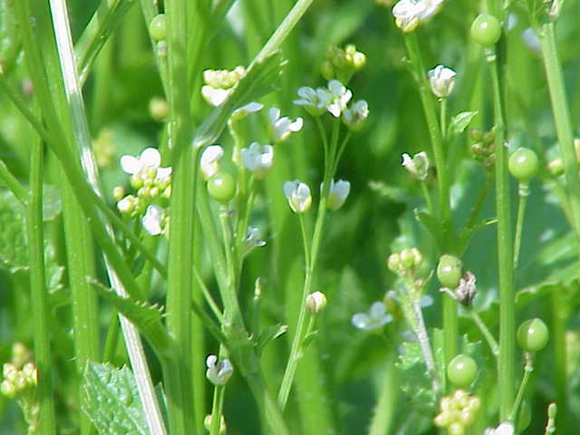 Crambe abyssinica (Abyssinian kale) — photo