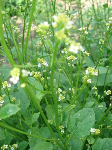 Crambe abyssinica