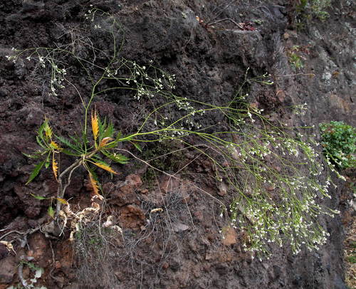 Crambe arborea — photo
