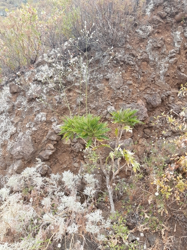 Crambe arborea — photo
