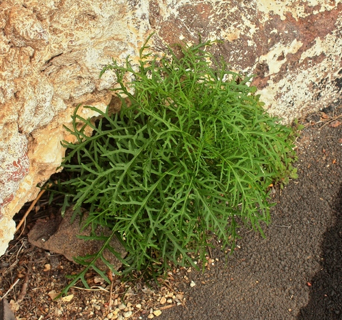Crambe arborea