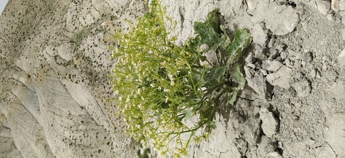 Crambe cordifolia (Colewort) — photo