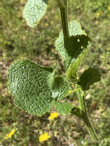 Crambe hispanica (Spanish seakale) — photo
