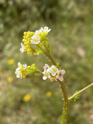 Crambe hispanica (Spanish seakale) — photo