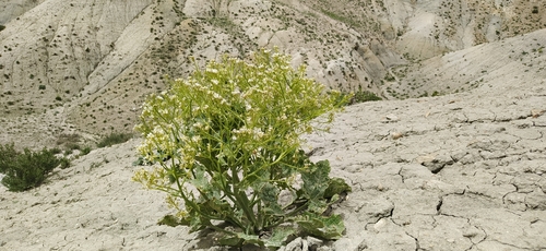 Crambe kotschyana — photo
