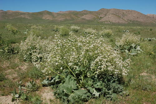 Crambe kotschyana