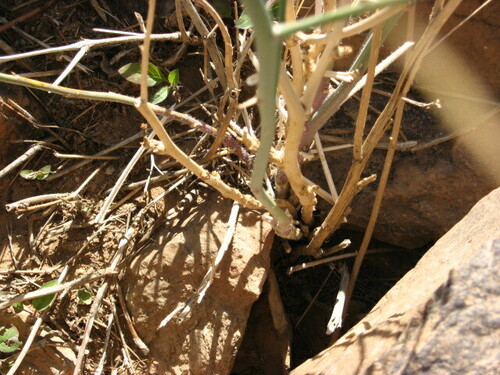 Crambe kralikii — photo