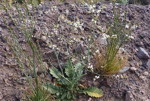 Crambe kralikii