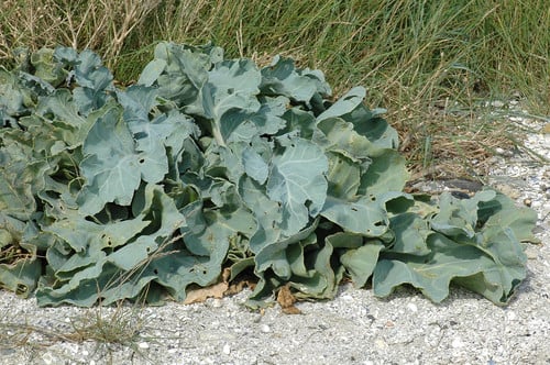 Crambe maritima (Seakale) — photo
