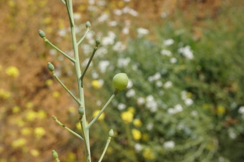 Crambe maritima (Seakale) — photo
